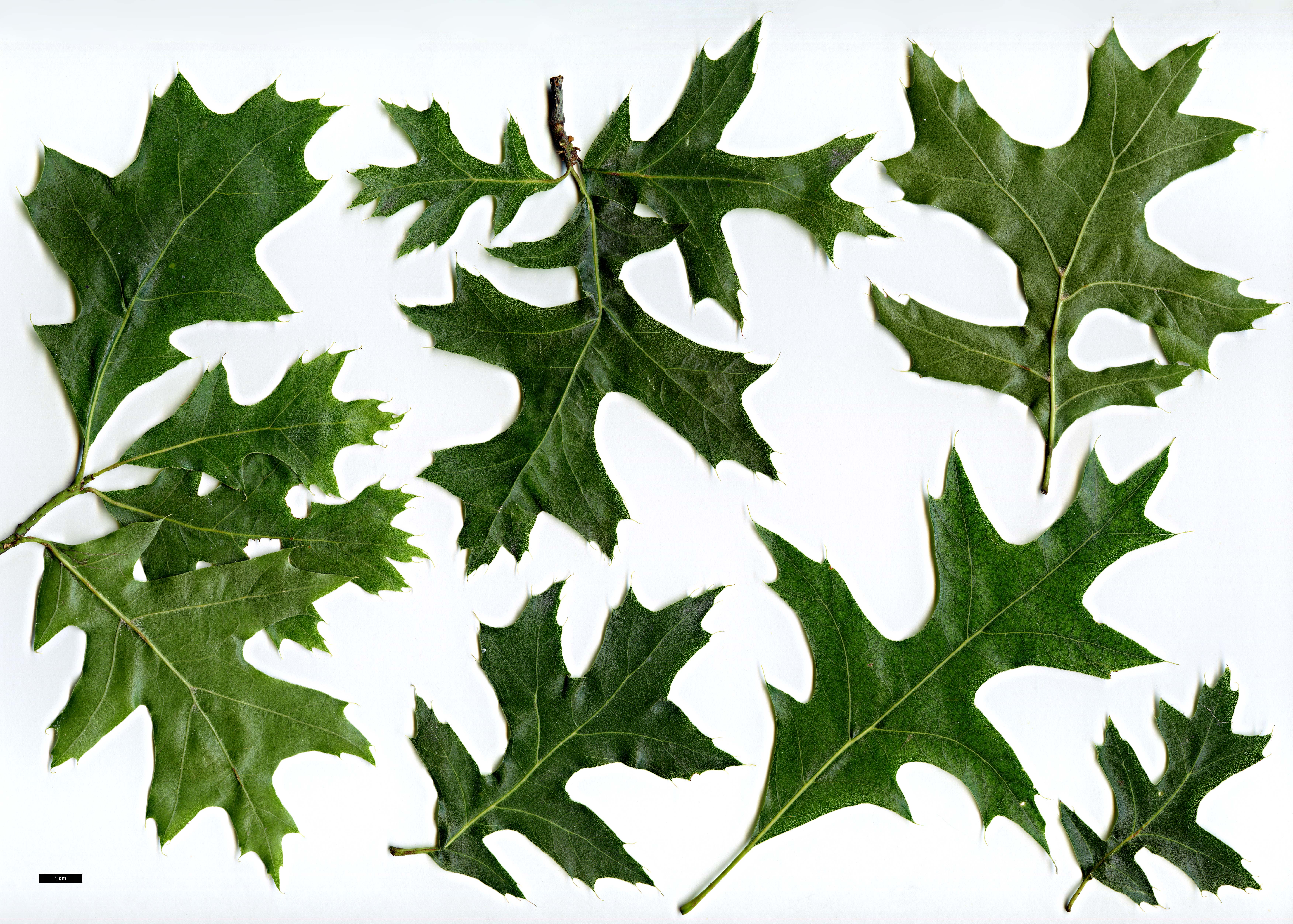 High resolution image: Family: Fagaceae - Genus: Quercus - Taxon: palustris - SpeciesSub: 'Swamp Pygmy'